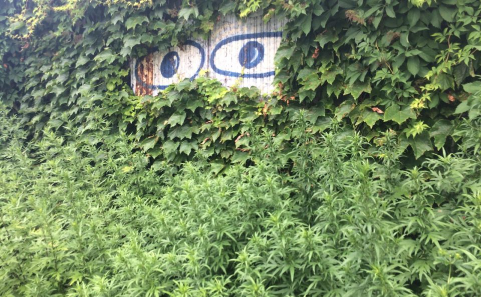 Transcending movements: weeds queering species boundaries